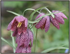 fritillaria