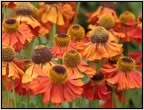 helenium