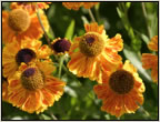helenium
